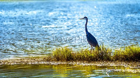 Wetland Birds Images, HD Pictures For Free Vectors Download - Lovepik.com