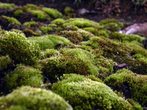 Free photo: Green moss - Green, Moss, Plant - Free Download - Jooinn