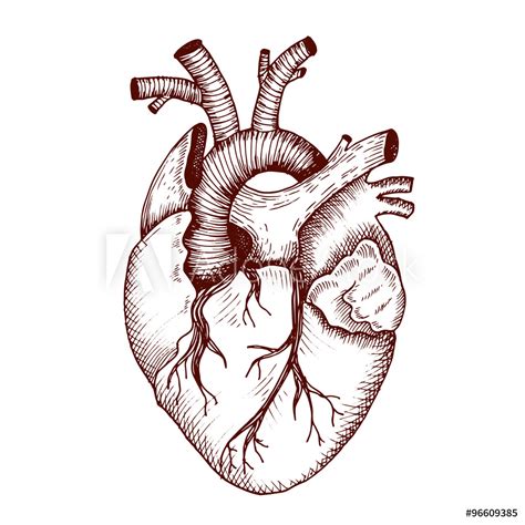 Vintage Anatomical Heart Drawing | Free download on ClipArtMag