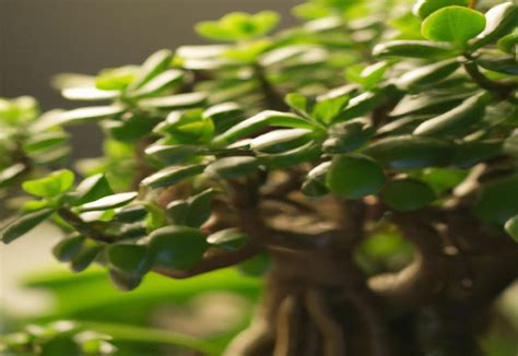 How to Bonsai a Jade Plant - AllotInABox