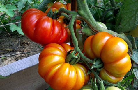 Growing Heirloom Tomato plant | How to grow Heirloom Tomatoes - Naturebring