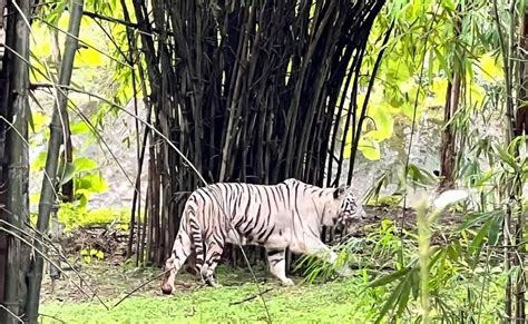 Rajiv Gandhi Zoological Park in Pune: What to Expect