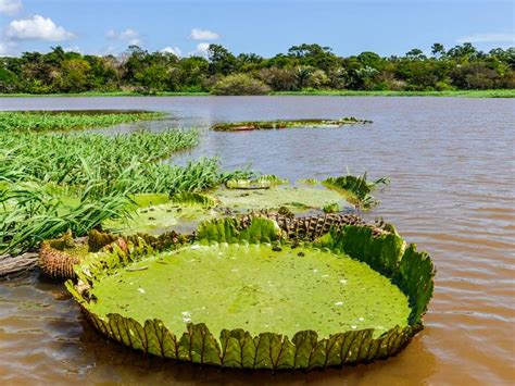 Visiting the Amazon Rainforest in Brazil | On The Go Tours