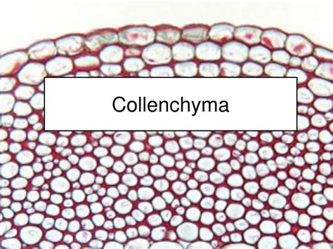 PPT - Collenchyma PowerPoint Presentation - ID:5415363