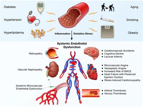 Endothelial Dysfunction | Arteriosclerosis, Thrombosis, and Vascular ...