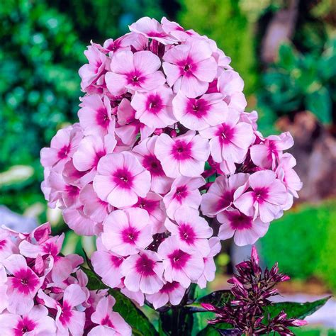 Høstfloks. Lysrosa blomster. Phlox. Paniculata. Bright Eyes. Priser fra 14,78 kr. - planteskoler.dk