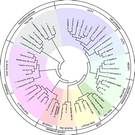 Bioinformatic Analysis of the CE Protease Clan Structure-informed ...