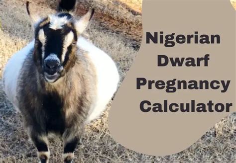 Nigerian dwarf Pregnancy calculator - Goat Calculator