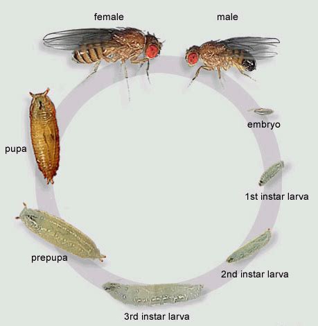 Catatan Panca Rakhmat: MORFOLOGI LALAT BUAH (Drosophila melanogaster)