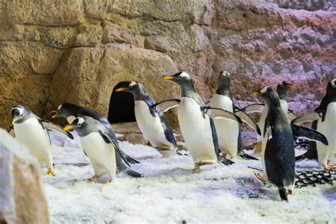 Dubai Aquarium and Underwater Zoo with Penguin Cove Tickets | BookMyTour