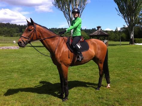 Horseback Riding Lessons for All Levels in Wilsonville, Oregon