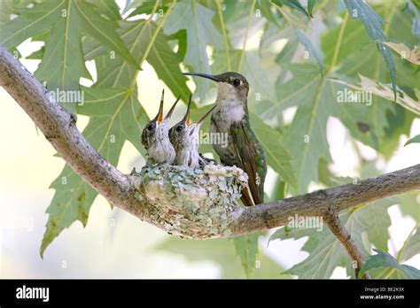 Ruby throated Hummingbird Nest with Nestlings and Adult Stock Photo - Alamy