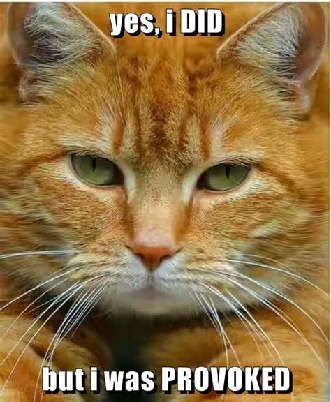 The 15 Top Cat Memes This Week - Cheezburger Users Edition #12 | Orange tabby cats, Orange cats ...