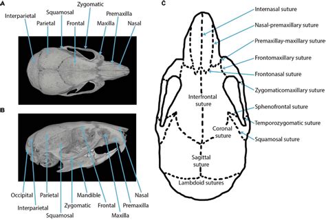 Mouse Skull Anatomy