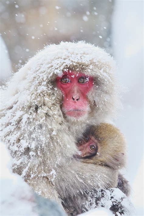 Snow Monkey with Baby | A - All Creatures Great and Small | Pinterest