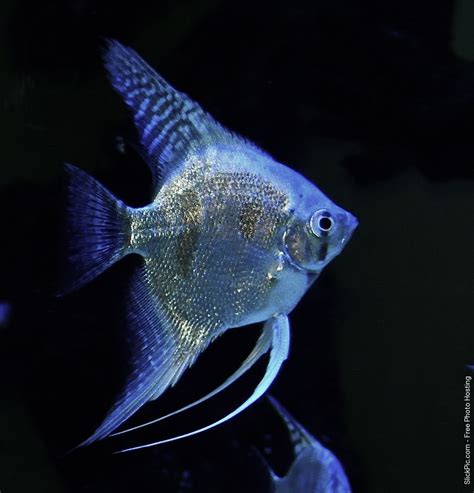 Blue Pinoy Pearl Scaled Angelfish | Angel fish, Pet fish, Tropical freshwater fish