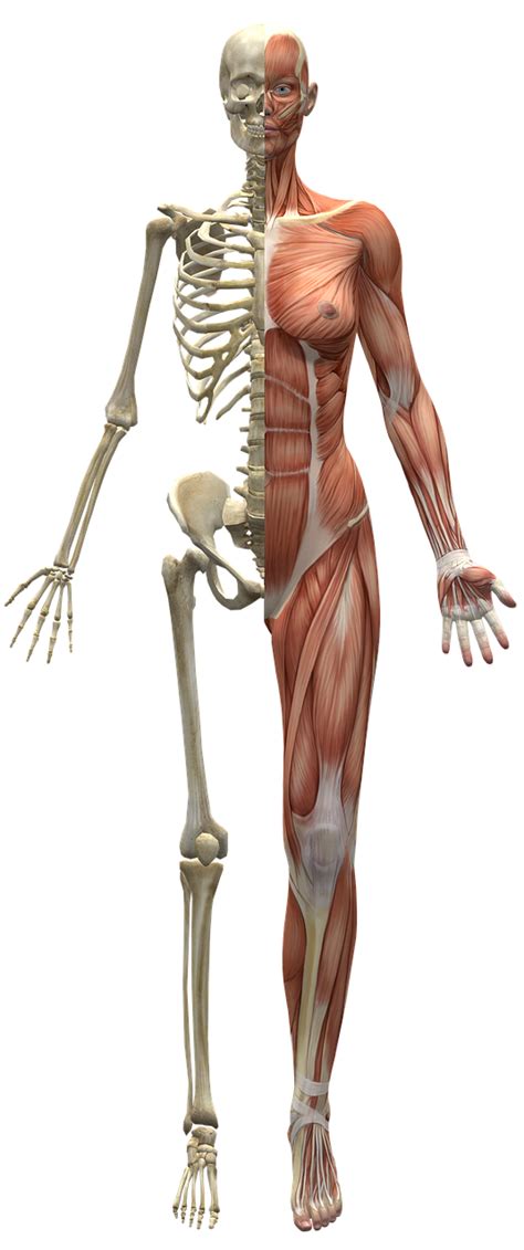 Download Muscles, Skeleton, Half Body. Royalty-Free Stock Illustration ...