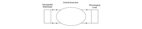 Diagram based on the Baddeley and Hitch working memory model (Baddeley... | Download Scientific ...