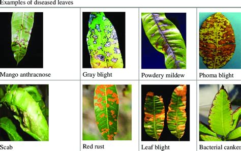 Most commonly identified mango diseases in leaves | Download Scientific Diagram