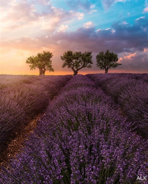 Pin by SandraZ on Lavender fields | Lavender fields, Pictures, Wonderful dream