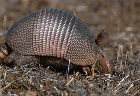 En la Sabana | Armadillo de Nueve Bandas