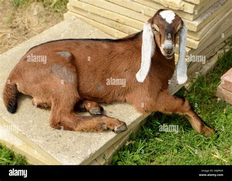 Anglo nubian male goat kid hi-res stock photography and images - Alamy