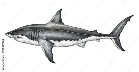 Great white shark hand drawing vintage engraving illustration Stock ...