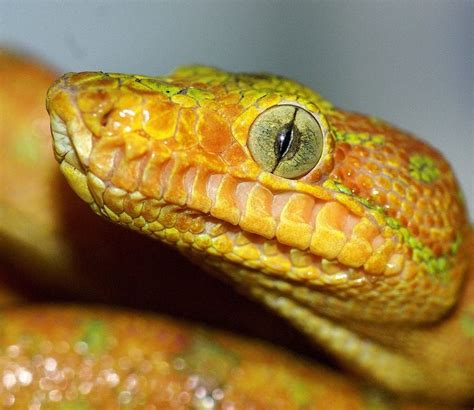 #DidYouKnow Even when a snake has its eyes closed, it can still see through its eyelids! #Snakes ...