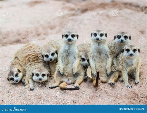 Suricate or meerkat family stock image. Image of mother - 32584383