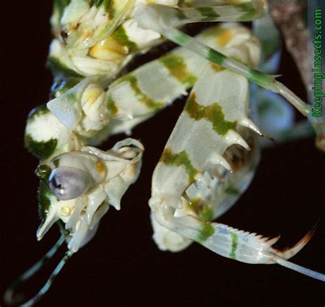 Spiny Flower Mantis - Pseudocreobotra wahlbergii | Keeping Insects