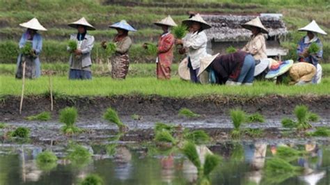 Rice Production Grows, but Not Everywhere