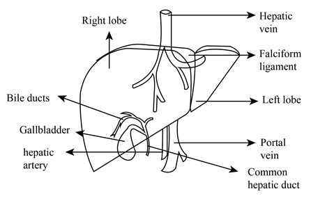 Portal Triad Gross Anatomy