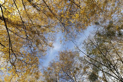 Yellowed birch leaves 9416420 Stock Photo at Vecteezy