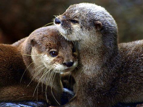 So cute. | Sea otters | Pinterest | Otter, Dexter and Cuddling