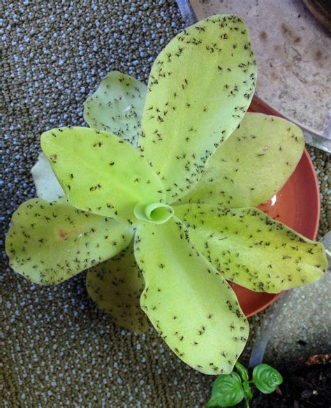 Pinguicula gigantea - Carnivorous Plant Resource | Carnivorous plants ...