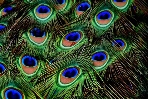 Peacock Feather Images Hd Wallpaper - Wallpapers Of Peacock Feathers Hd 2016 | Bodbocwasuon