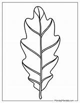 Oak Leaf Coloring Page sketch template