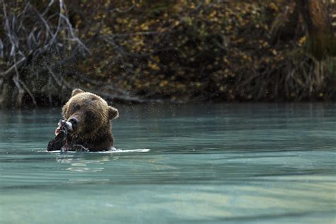 Alaska Wildlife Photography - Jeff Schultz