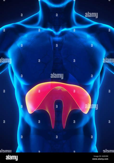 Human Diaphragm Anatomy Stock Photo - Alamy