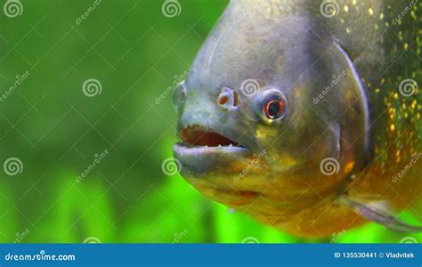 The Piranha in Amazon River. Stock Image - Image of brazil, ecology ...