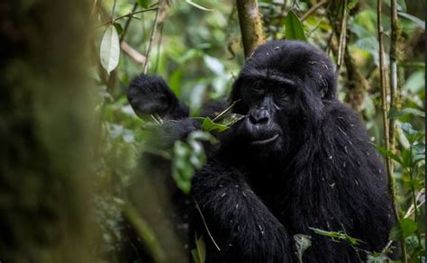 Gorilla trekking Uganda vs Rwanda - Adventure Uganda Safaris