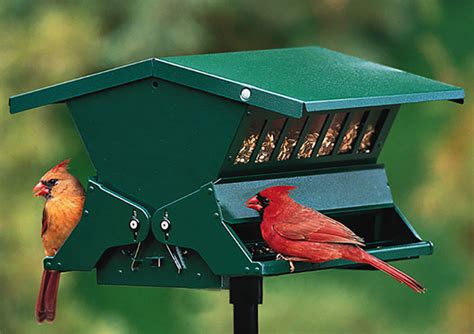 Best Squirrel Proof Bird Feeders 2023 (Buying Guide) - Garden Lovers Club