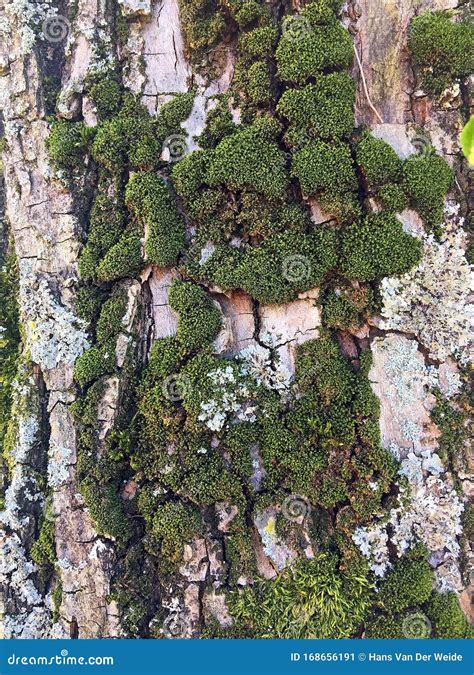 Close-up of Linden Tree Bark with Green Mosses Stock Image - Image of lichen, nature: 168656191