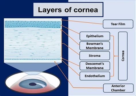 What is Cornea of Eye: Function, Definition, Anatomy, Layers | Health Kura