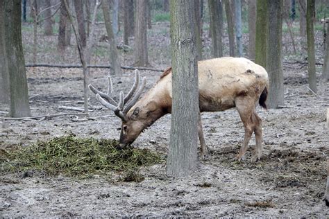 Elk Eat Grass Wetland Park - Free photo on Pixabay - Pixabay