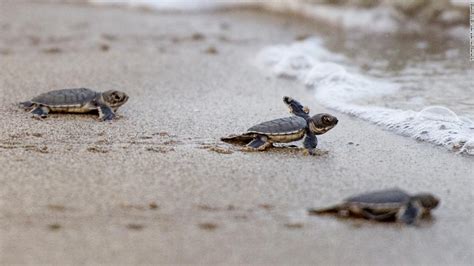 Cute Sea Turtles Hatch In Saida And Tyre, Lebanon with Determination ...