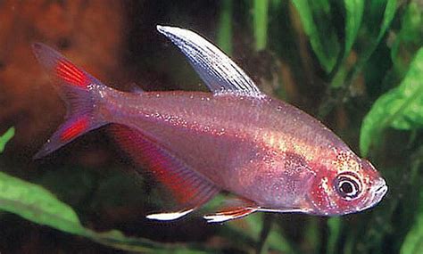 Rosy Red Tetra (Hyphessobrycon rosaceus) | Tropical Fish Keeping