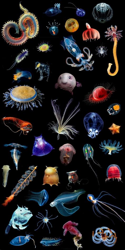 5 Animals Worksheets Ocean 054bf64d9388dda893a05f e279 Underwater ...