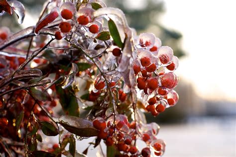 Winter Berries