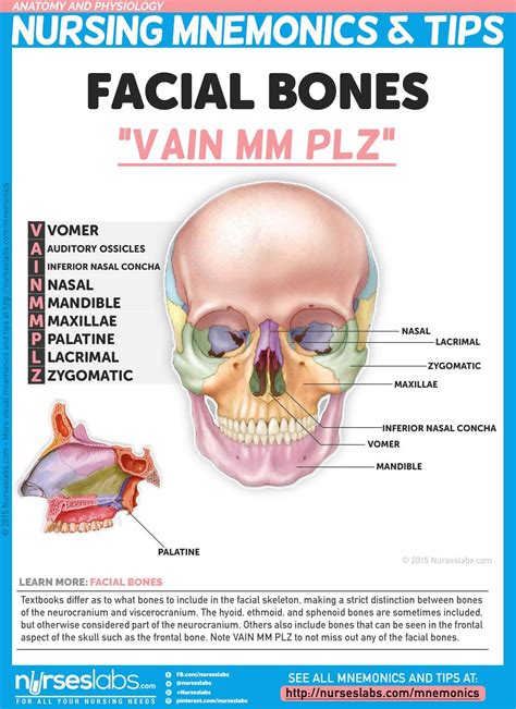 Others also include bones that can be seen in the frontal aspect of the skull such as t ...
